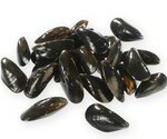 Simple, sain, local et de saison, la moule est arrivée !