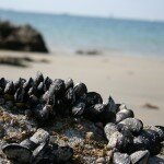 Les joies de la pêche à pied