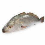 Quels sont les critères de fraîcheur pour un poisson ? 